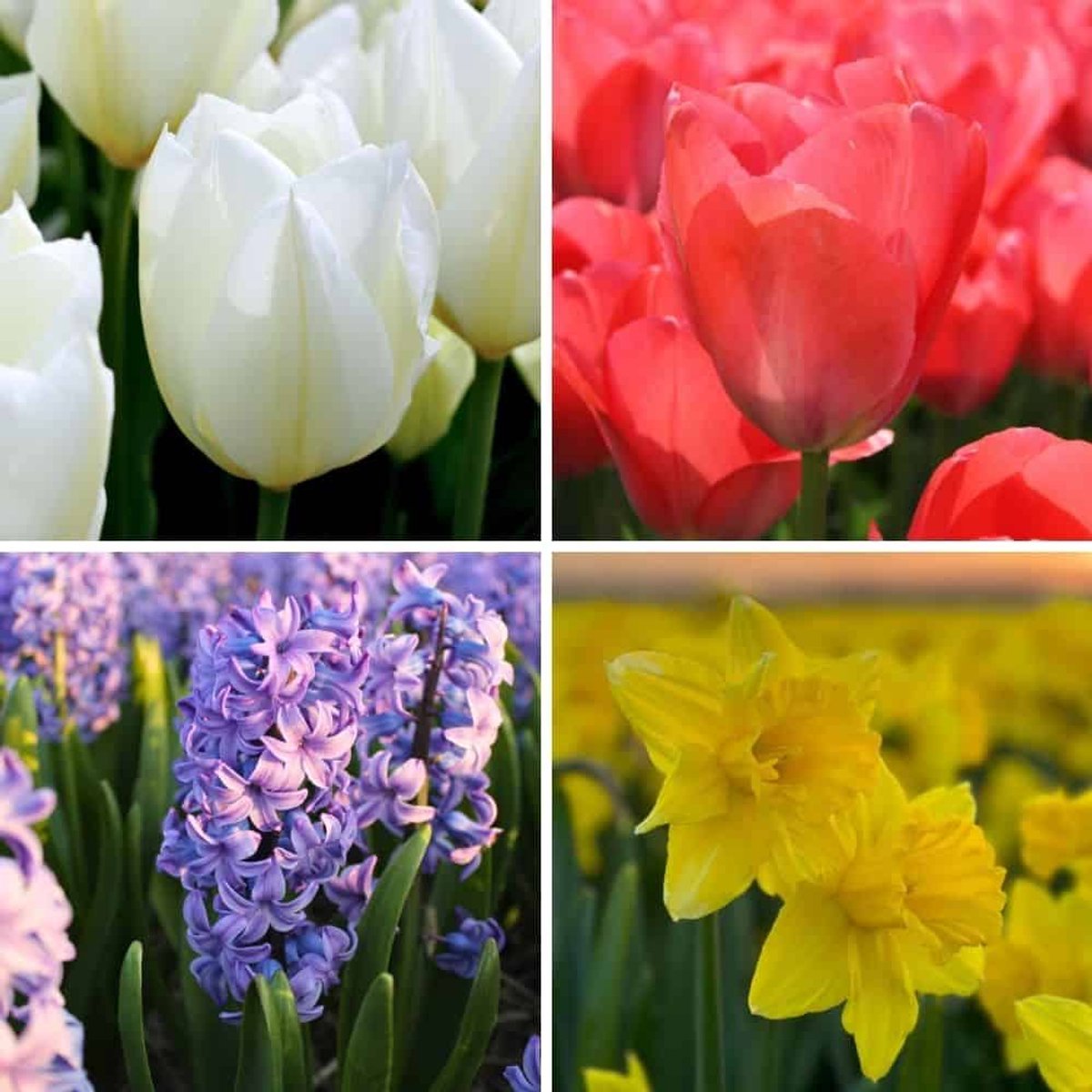Bloembollenmix Medium Holland Mix - 50 bloembollen - bolmaat 12+ - kleurrijke voorjaarsmix, grootbloemig, winterhard - direct van de kweker - Flowerbulbs Amsterdam