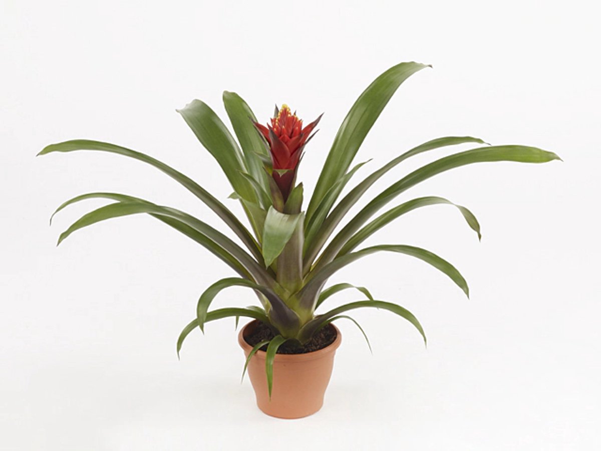 JUNAVERA Guzmania Punta | In 12 cm pot