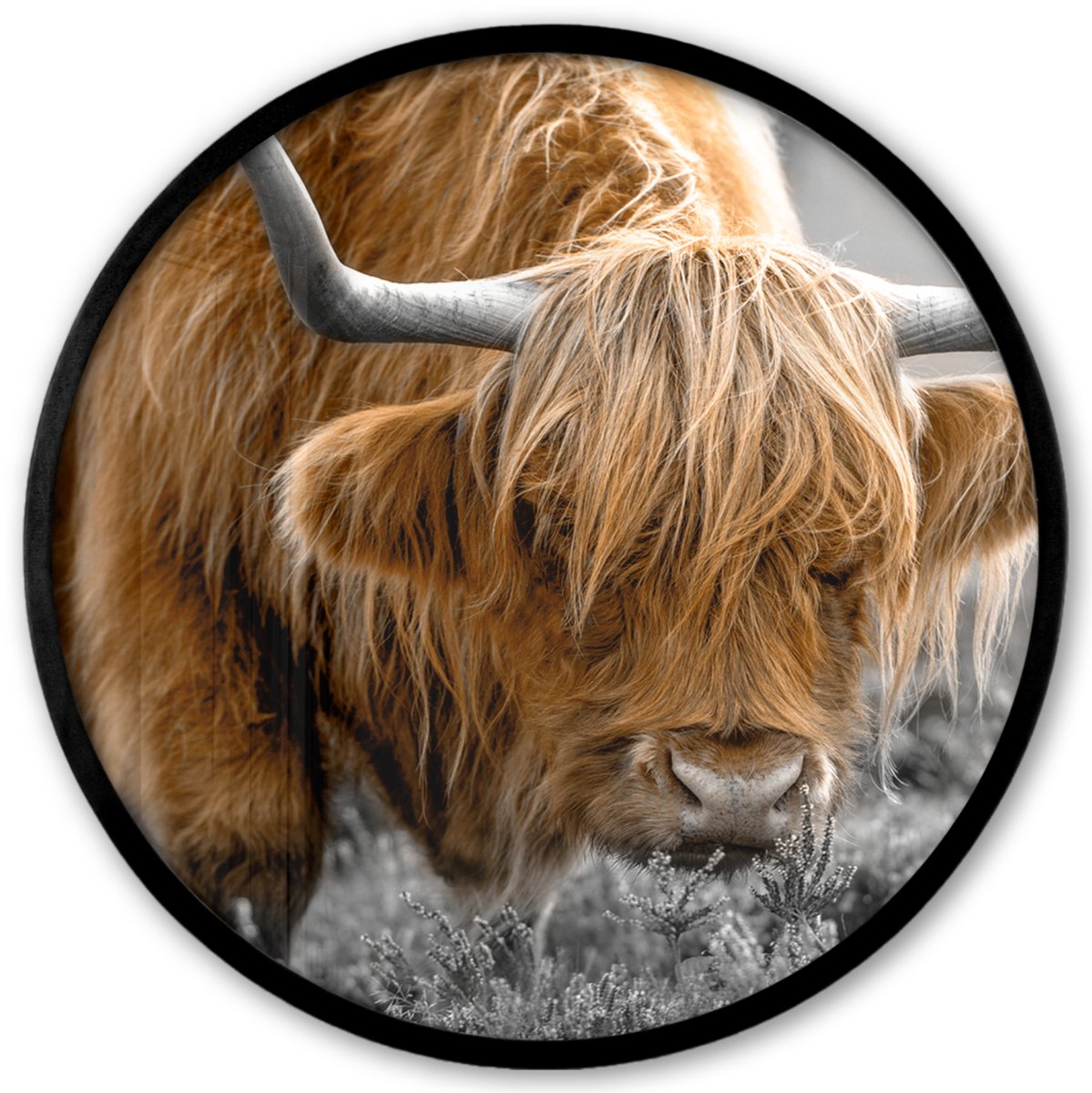 FrameYourWall Poster in lijst Rond - Fotolijst 40x40 cm - Posters - Schotse Hooglander - Dieren - Bruin - Koe - Zwart - Wit - Natuur - Ronde posterlijst zwart - Decoratie - Wanddecoratie woonkamer - Muurdecoratie slaapkamer