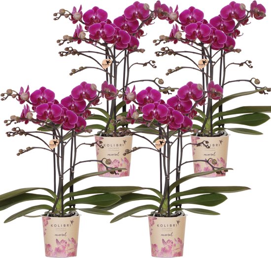 Kolibri Orchids | COMBI DEAL van 4 paarse phalaenopsis orchideeën - Morelia - potmaat Ø9cm | bloeiende kamerplant - vers van de kweker