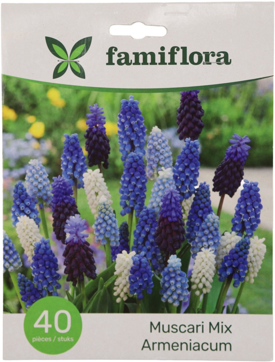 Famiflora Muscari Mix - Voorjaarsbloeiers - 40 bloembollen - Brengt overvloedige kleuren voor een vrolijk en optimistisch tuingevoel - Vroege bloei geeft je tuin een frisse start elk voorjaar