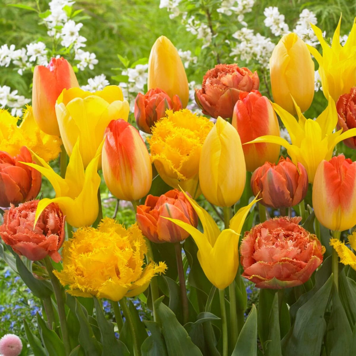 Tulpen Bloembollen Winterhard - Yellow Explosion - 20 stuks - Geel - Bloem Bollen Mix - Tulpenbollen Meerjarig