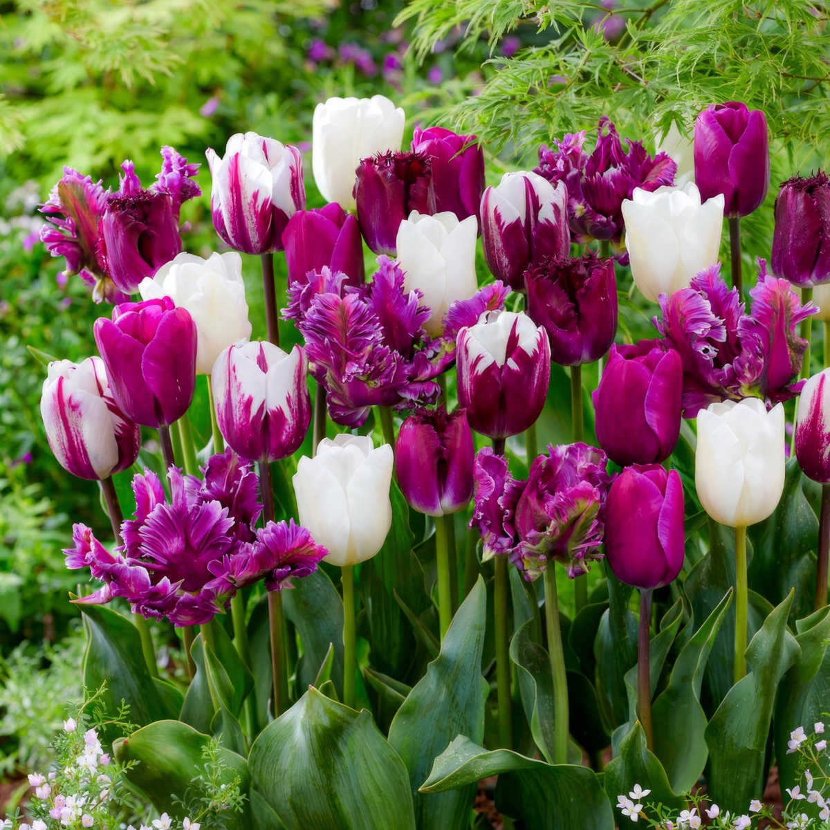 Tulpen Bloembollen Winterhard - Paars en Wit Mix - 25 stuks - Meerkleurig - Bloem Bollen Mix - Tulpenbollen Meerjarig