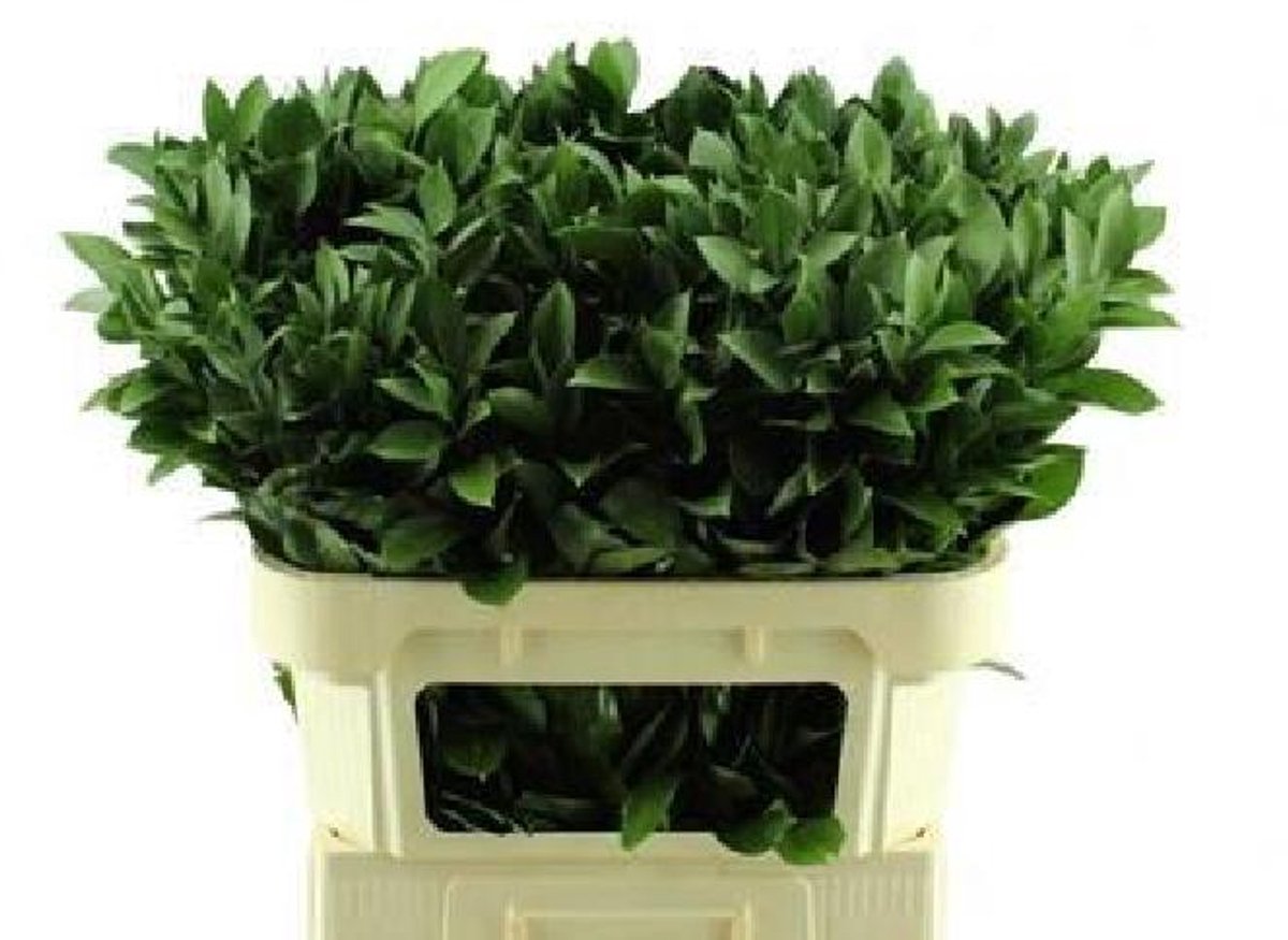 50x Sg ruscus 60cm