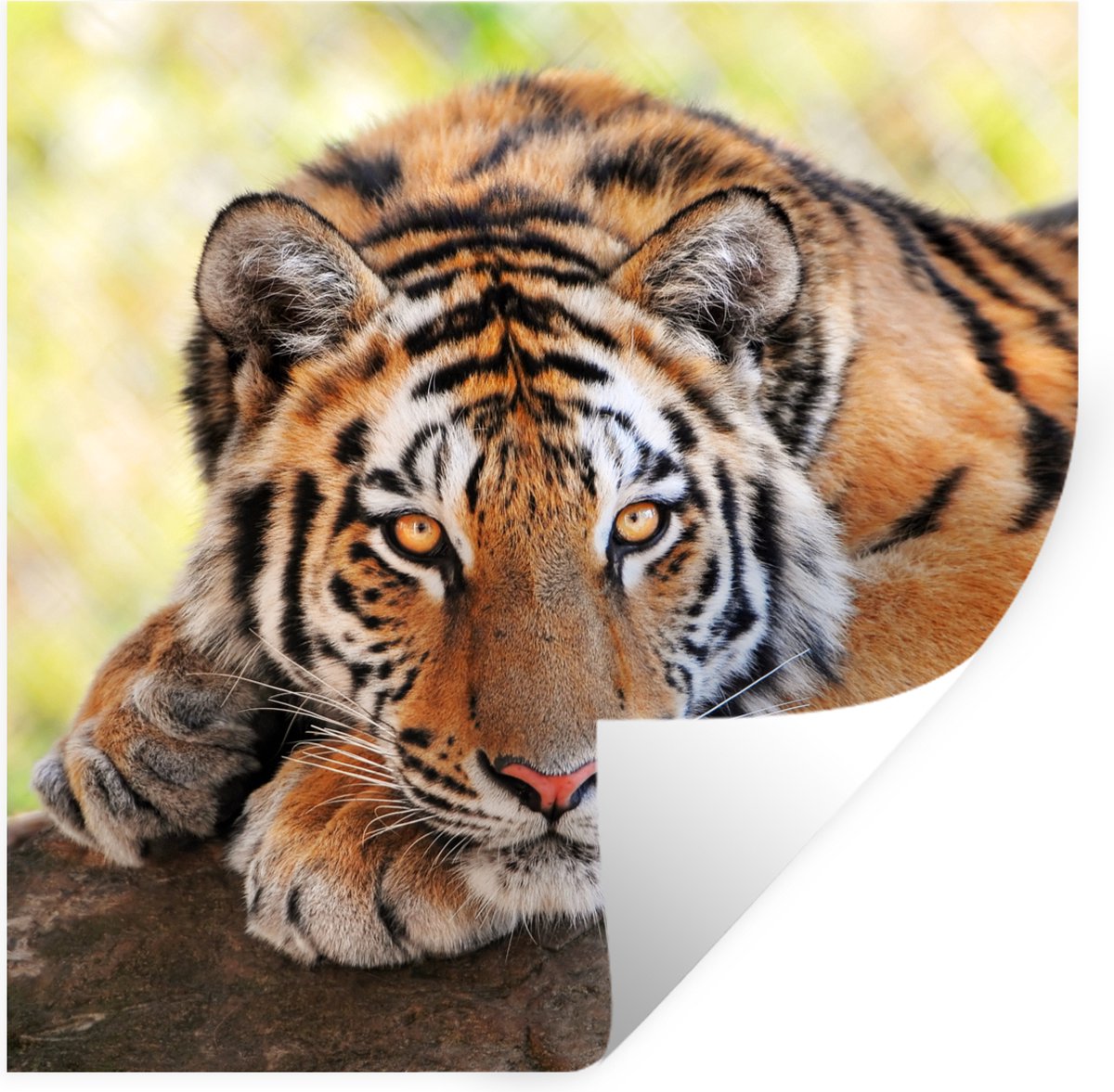 Muurstickers - Sticker Folie - Tijger - Pup - Boomstam - 80x80 cm - Plakfolie - Muursticke
