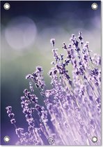 Tuinposter lavender A2