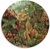 WallCircle - Wandcirkel ⌀ 120 - Muscinae - Ernst Haeckel - Oude Meesters - Ronde schilderijen woonkamer - Wandbord rond - Muurdecoratie cirkel - Kamer decoratie binnen - Wanddecoratie muurcirkel - Woonaccessoires XXL