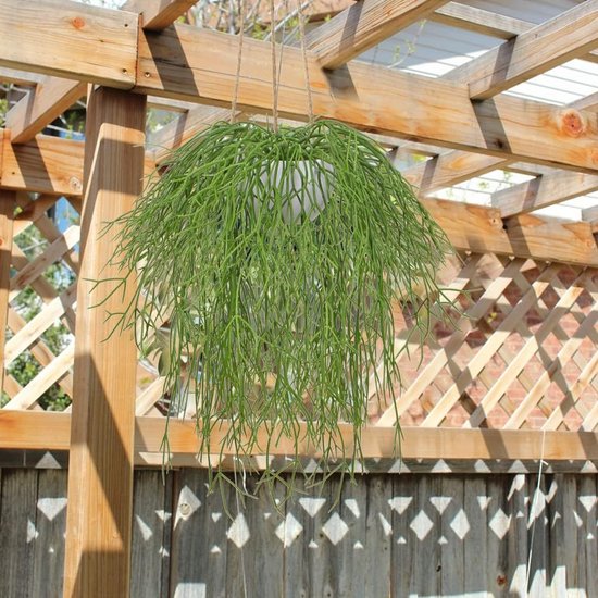 Kunstplant, hangplant, kunstplant, frosted koraalcactus, kunst, Rhipsalis hanger, kamerwanddecoratie, hoogte 35,5 cm, in hanglamp