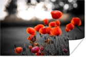 Décoration Chambre - Coquelicots rouges sur fond noir sur fond blanc - 180x120 cm - Affiche