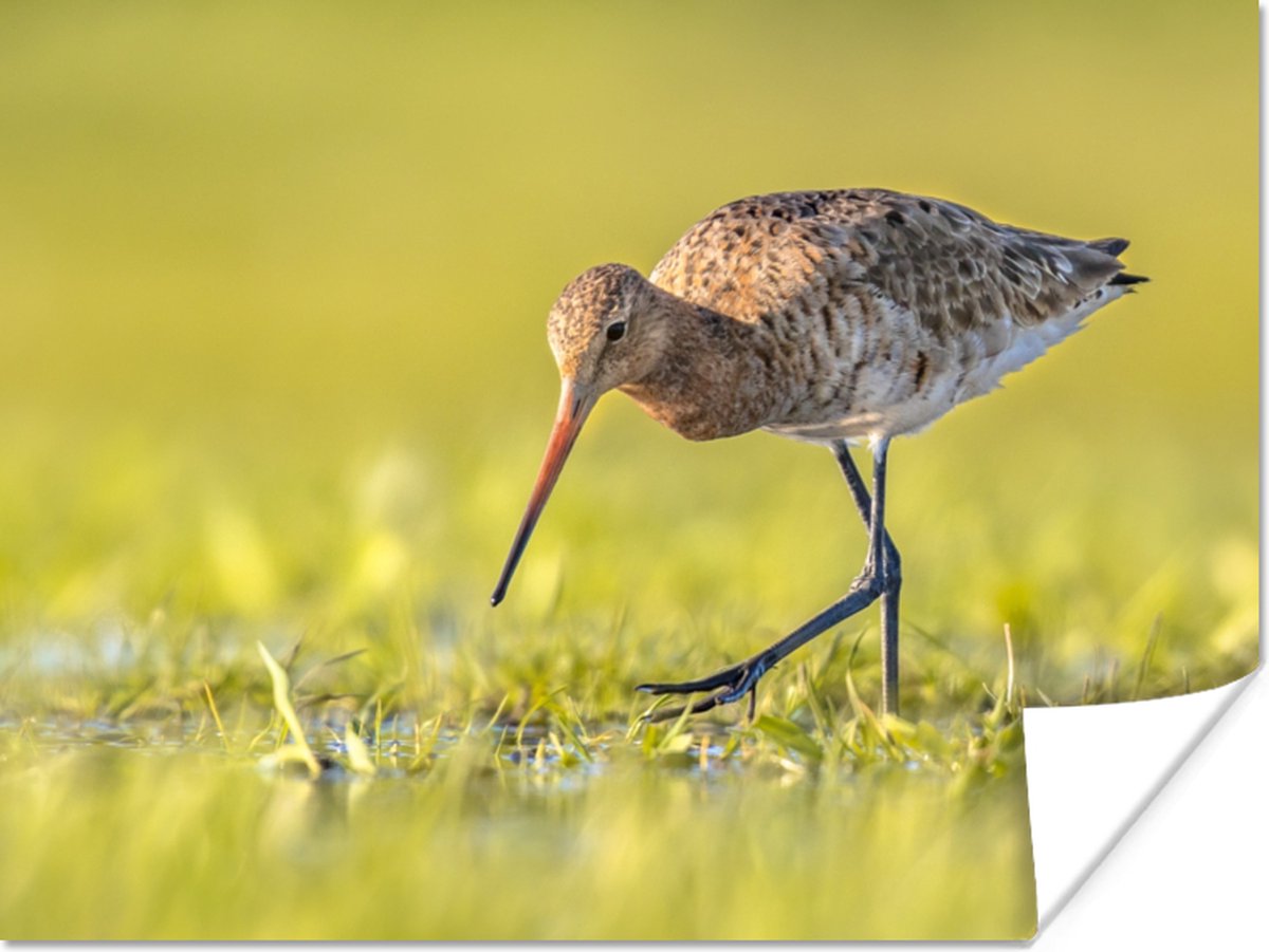 Poster Vogels - Gras - Landschap - Grutto - 40x30 cm