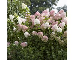 4 x Pluimhortensia Roze|Wit - Winterharde Hortensia - Hydrangea paniculata 'Vanille Fraise' in C3(liter) pot met hoogte 30-50cm