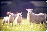 Affiche de jardin mère mouton aux agneaux dans les pâturages 90x60 cm - Toile de jardin / Toile d'extérieur / Peintures pour l'extérieur (décoration de jardin)