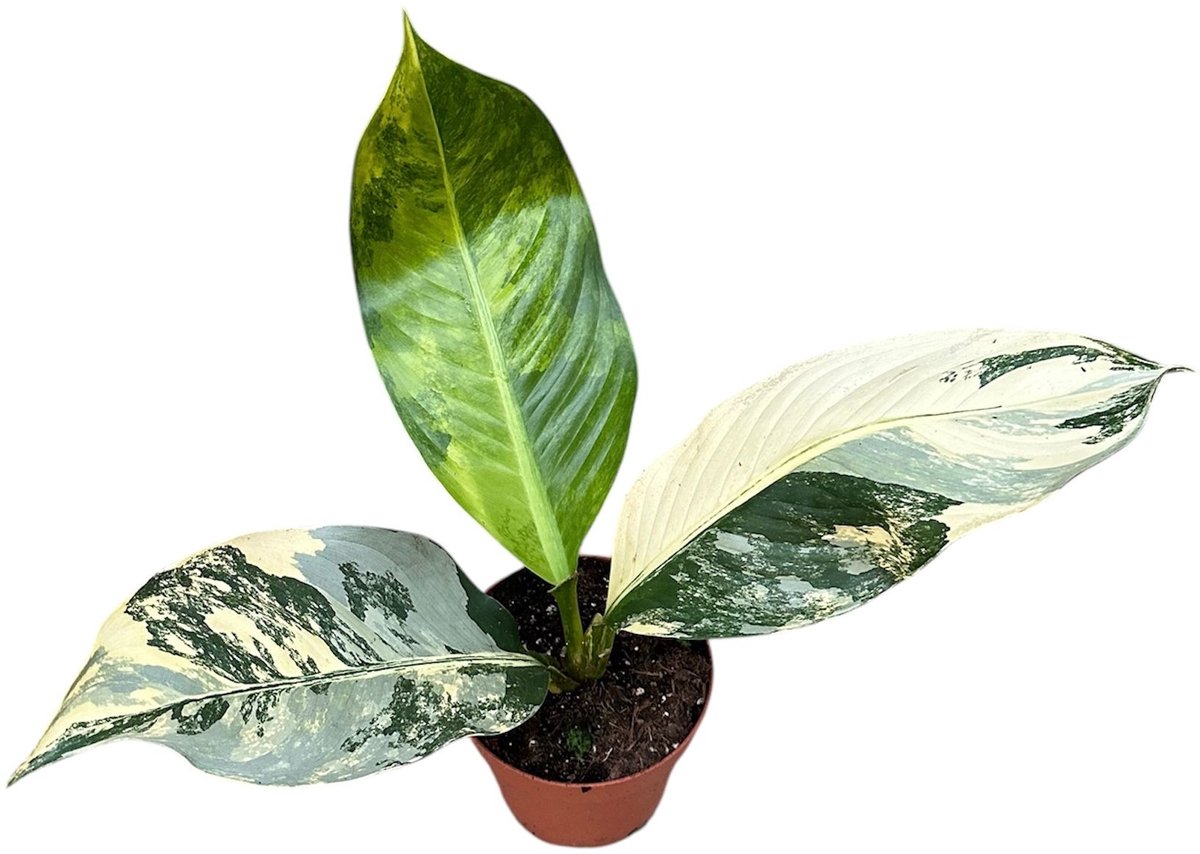 Dieffenbachia Big Ben Kamerplant Potmaat Ø17 cm |Vers Van De Kweker