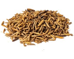 Voerwaarts - Black soldier fly larve - 5kg - Calciworms - 5kg