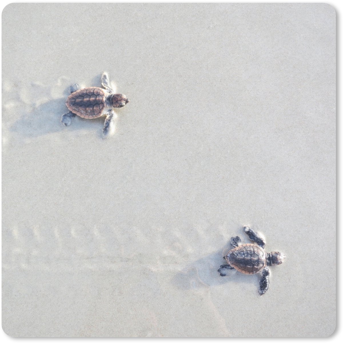 Muismat 30x30 cm - Mousepad Twee kleine schildpadden - Muismatten