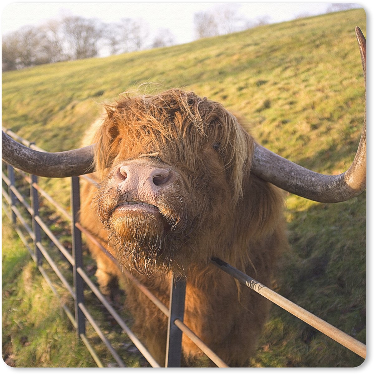 Muismat 20x20 cm - Mousepad Schotse Hooglander - Hek - Gras - Muismatten