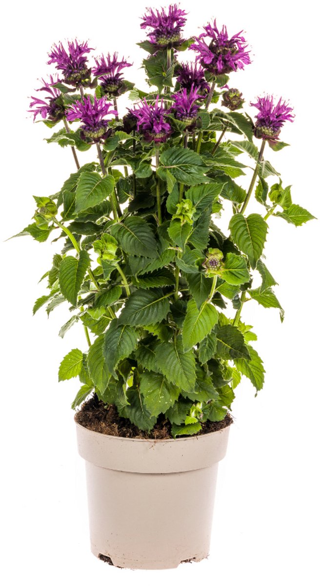 Tuinplantenshop.com | Monarda Didyma - Paarse bloemen - Ø19cm - 45-60cm hoog - Tuinplant