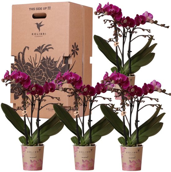 Voordeel Box met 4 orchideeën van dezelfde kleur
