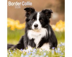 Border Collie Square Wall Calendar 2026