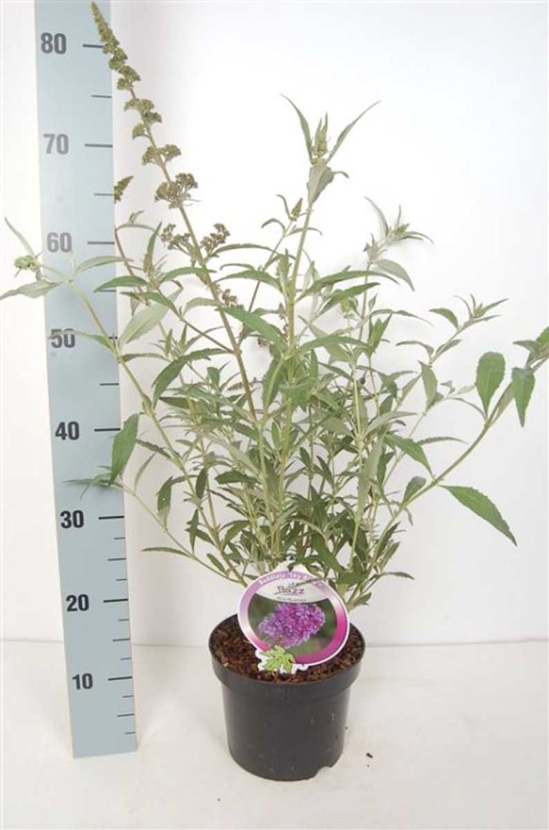 Arbustes de haie - Un ensemble 1 - Buddleja davidii Buzz Sky Blue - (3L) cm