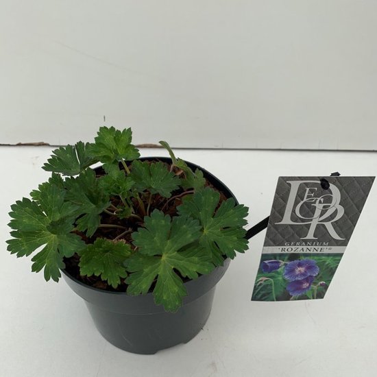 Plantes de jardin - Un ensemble 1 - Geranium Rozanne - (2L) | bol