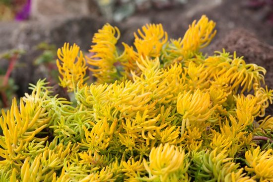 Plants Online - Tuinplanten - Vaste planten - Set van 5 - Sedum reflexum - 0.7 liter pot - Plant