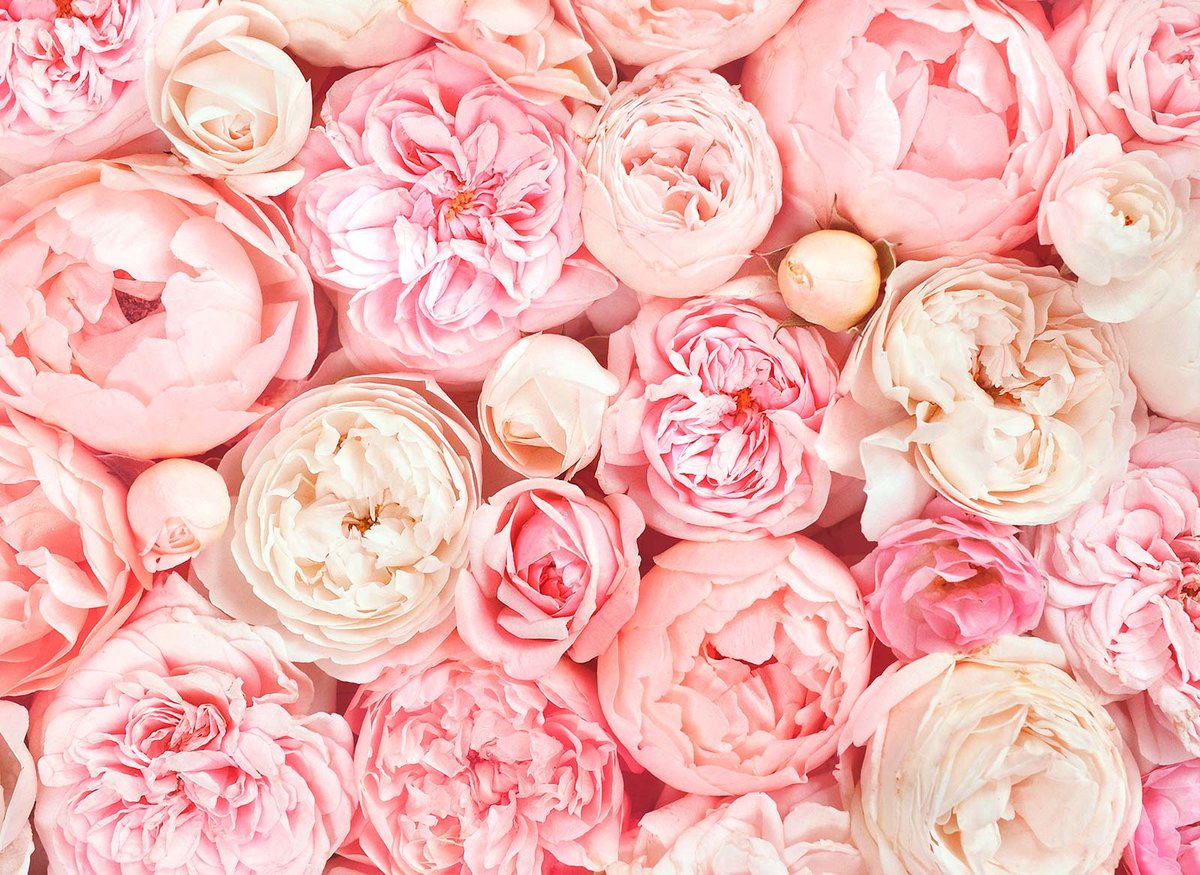 Fotobehang met pioenrozen, Romantisch behang met bloemen, 3D behang met rozen roze, 3,5 x 2,55 m, Vliesbehang in pastel roze, BRICOFLOR.nl