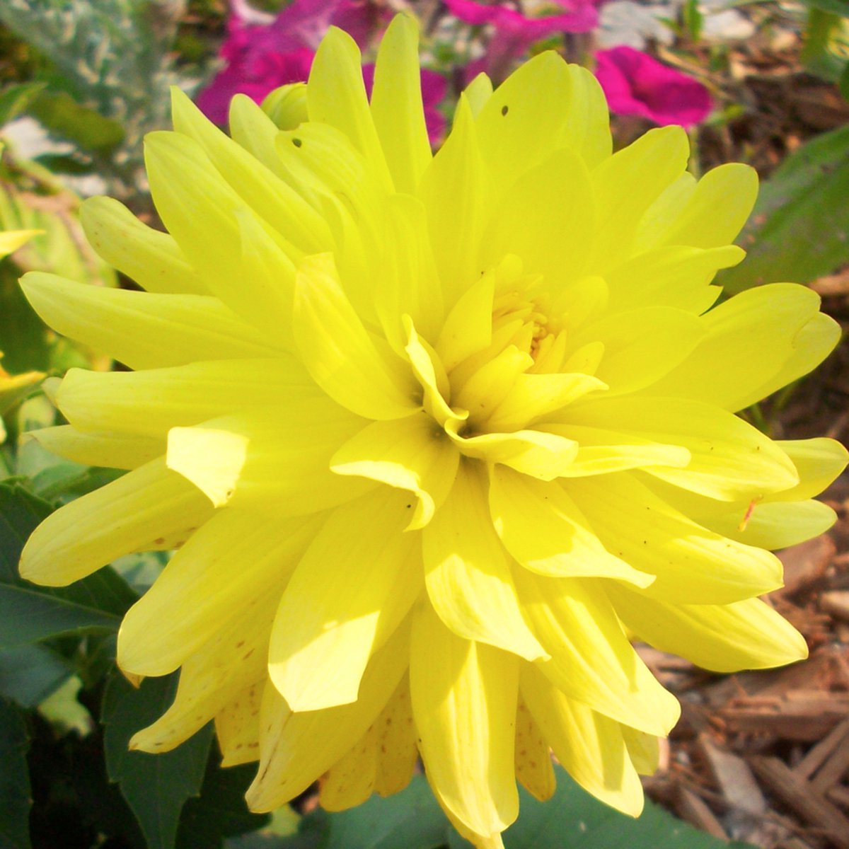 Dahlia Dinnerplate Kelvin Floodlight - 1 Bol -