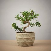 The Bonsaïst - Bonsai of Kaizen - 5-6 Jaar - Inclusief Betonnen Pot - Gratis Verzorgingsgids - Gratis Certificaat van Echtheid