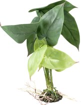 Terra Della - Terrariumplant - Reptielen - Alocasia M - 20x20x35cm Groen - 1st