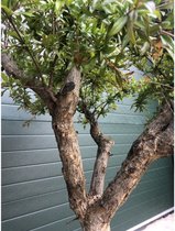 Granaatappelboom Punica granatum h 155 cm st. omtrek 35 cm