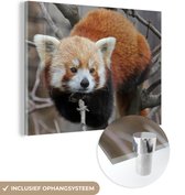 MuchoWow® Glasschilderij 40x30 cm - Schilderij acrylglas - Rode Panda - Takken - Boom - Foto op glas - Schilderijen