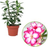 2x Adenium obesum - Woestijnroos - Rood roze -  Set van 2 - ↑30-35 cm - Ø14 cm