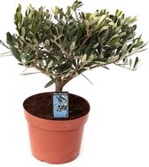 Kamerplant van Botanicly – Olijf boom – Hoogte: 35 cm – Olea europeae