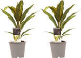 Hellogreen Kamerplant - Duo Cordyline Kiwi - 40 cm