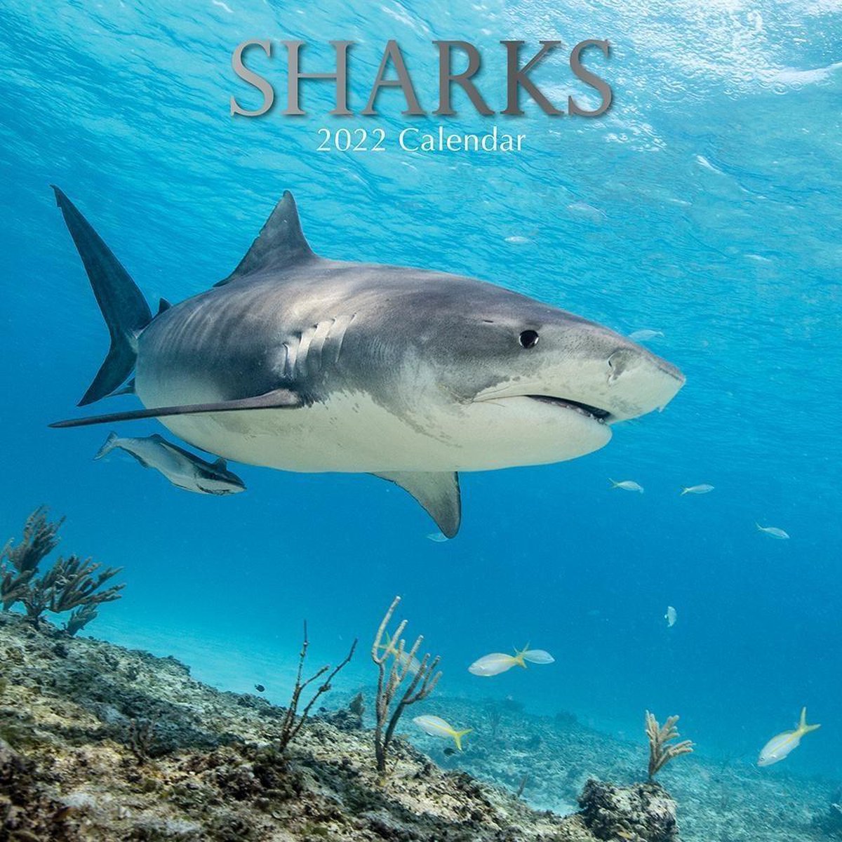 Sharks - Haie 2022 - 18-Monatskalender