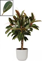 Mama's Planten - Ficus Elastica ‘Melany’ In ELHO Vibes Fold Rond Sierpot  (zijdewit) - Vers Van De Kweker - ↨ 90cm - ⌀ 22cm