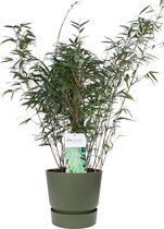 FloriaFor - ‘Fargesia Rufa’ (Bamboe) In ELHO Outdoor Sierpot Greenville (groen) - - ↨ 80cm - ⌀ 23cm