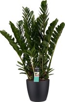 Kamerplant van Botanicly – Zamioculcas Zamifoliia incl. sierpot zwart als set – Hoogte: 80 cm