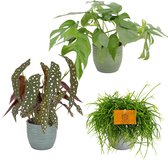 Trio Begonia maculata, Monstera Minima en Rhipsalis cashero – ↨ 20cm – ⌀ 12cm