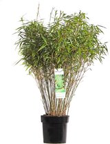 Gras van Botanicly – Fargesia bamboe – Hoogte: 80 cm – Fargesia rufa