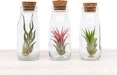 Plantasy Tillandsia luchtplant in melkfles met kurk | 3 stuks | 12,5 cm | Weinig verzorging | Vers uit eigen kwekerij