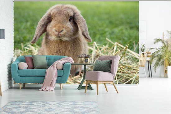 Papier peint - Papier peint photo Lapin - Paille - Animal - Largeur 330 cm x hauteur 220 cm