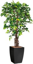HTT - Kunstplant Ficus in Genesis vierkant antraciet H165 cm