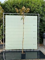 Magnolia Grandiflora Gallisoniensis - hoogstam - Winterhard - Pot ⌀ 27cm - Hoogte  250-300cm