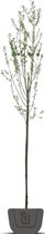Knotwilg | Salix alba | Stamomtrek: 16-18 cm