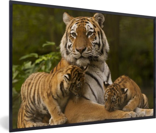 Affiche avec cadre Tigres - Oursons - Nature - 30x20 cm