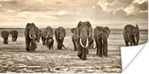 Poster Olifant - Afrikaans - Sepia - 150x75 cm