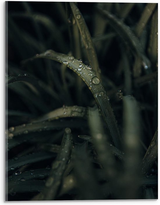 Acrylglas - Gras met Waterdruppels - 30x40cm Foto op Acrylglas (Met Ophangsysteem)