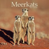 Meerkats - Erdmännchen 2022 - 18-Monatskalender